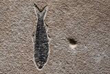 Spectacular Palm Infructescence & Fish Fossil Mural - Wyoming #380244-6